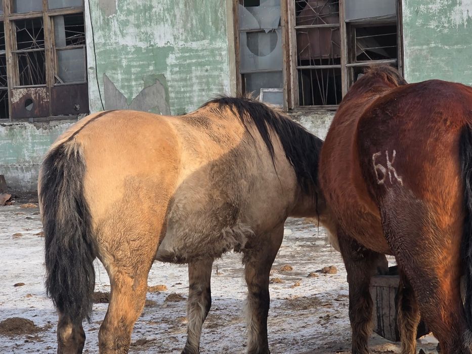 Мұғалжар айғырлар сатылады