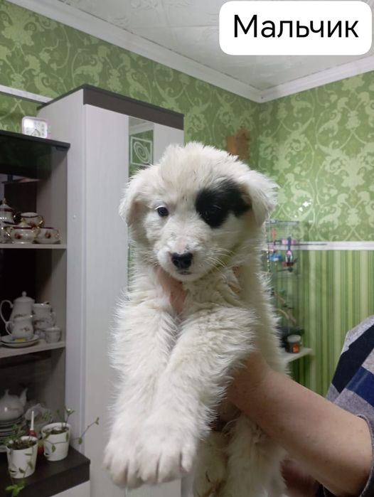 Отдам щенков в добрые руки