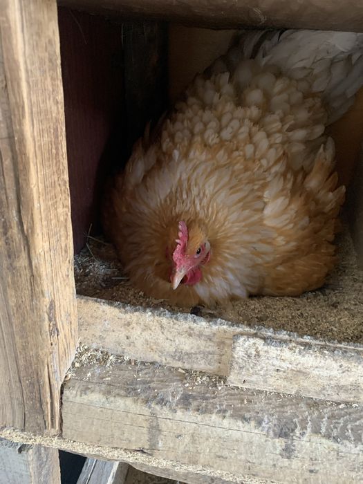 Прадается Куры Квочки молодые