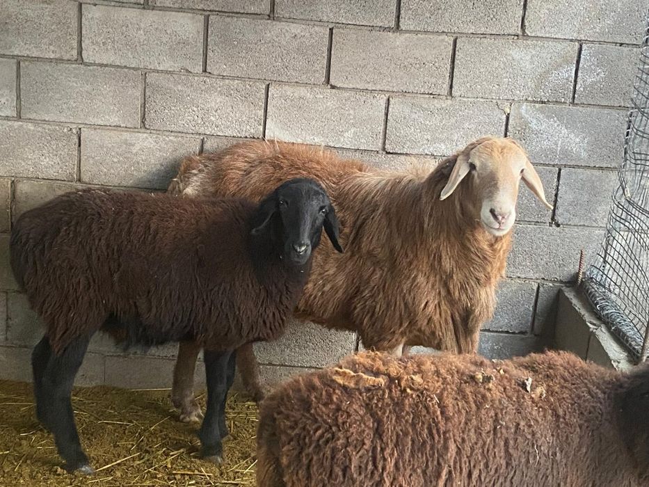 Продам большого барана