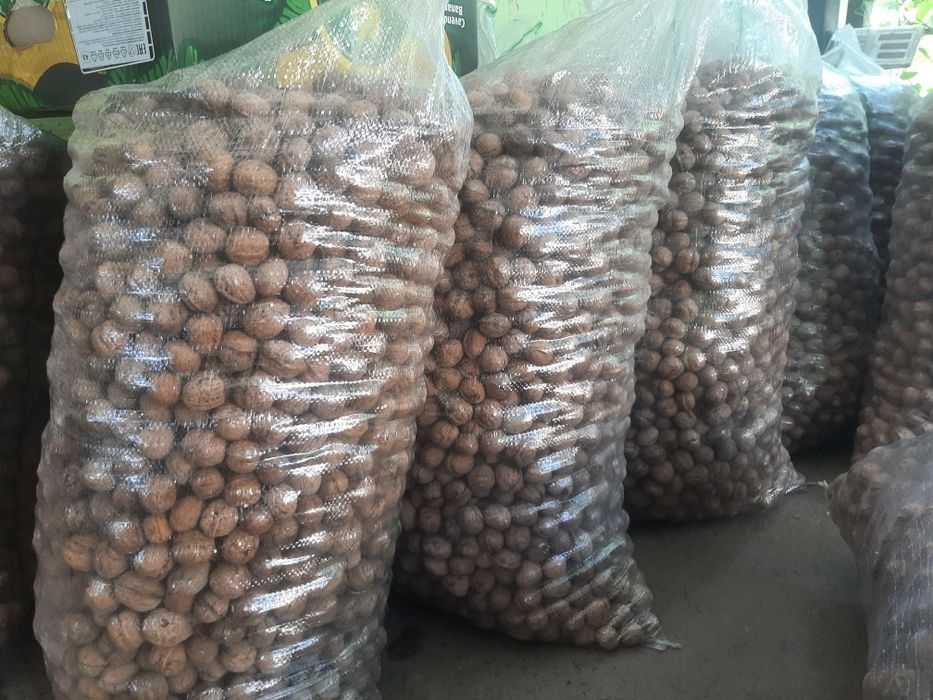 Грецкий орех жангак 2025