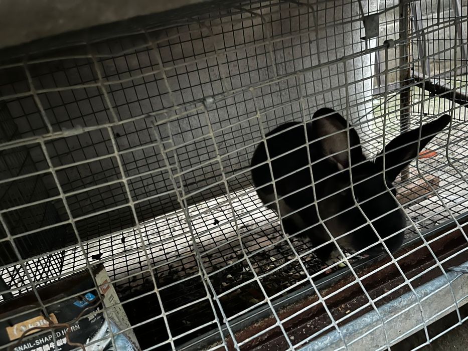 Продаються кролики