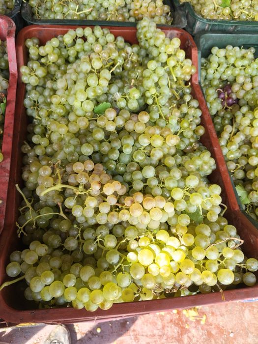 Vând Struguri de vin