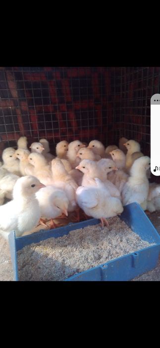 Продам цыплят хороших