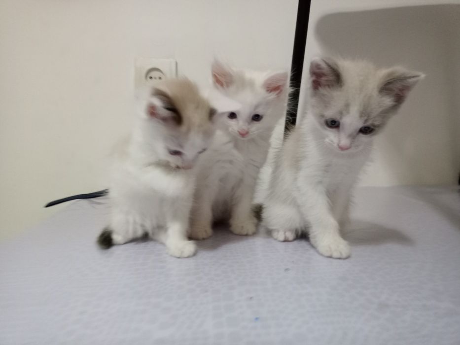Котята 2 месяца.