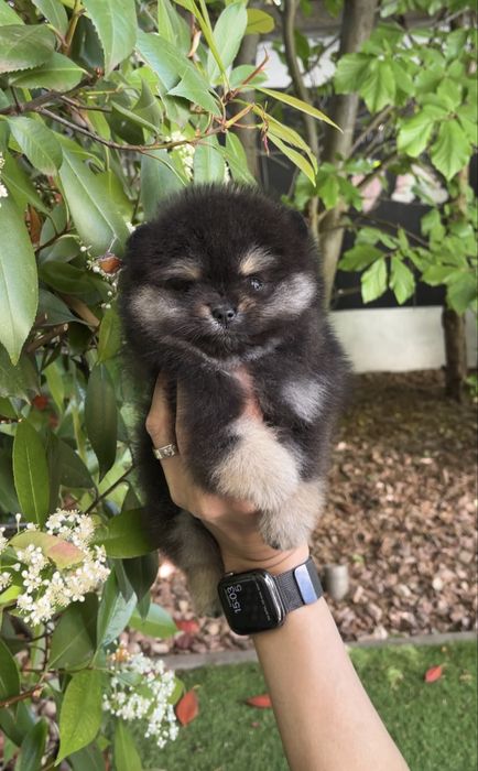 Pomeranian fetita pedigree FCI extra mini