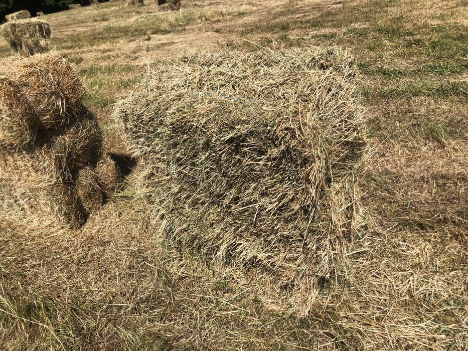 Vand Baloti fan - 12 Lei