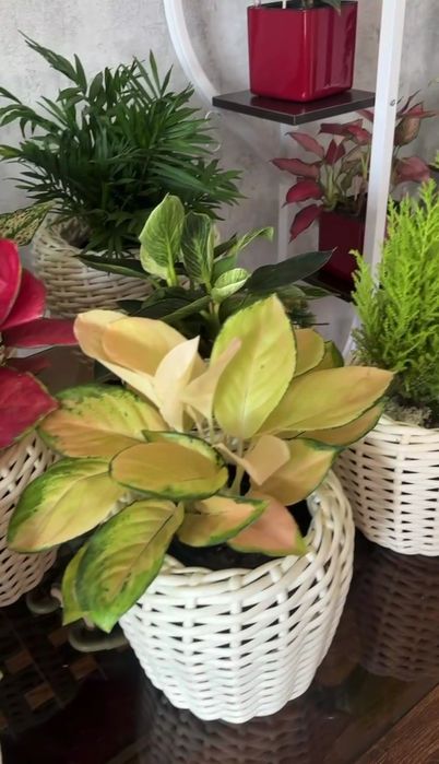 Rotandgan to'qilgan tuvak