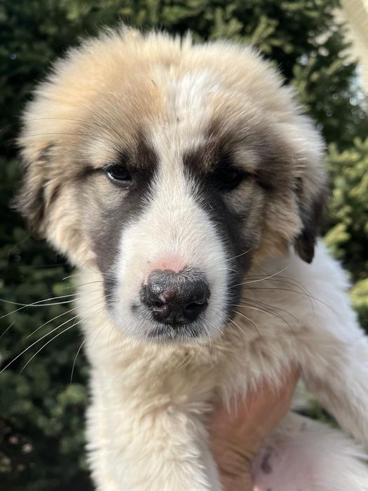 Отдам щенков в хорошие руки .