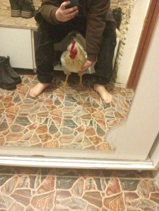 Обмен 1 петух на 2 курицы