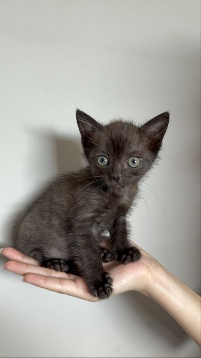 котенок ищет семью