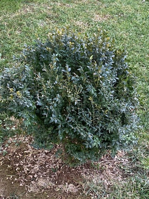 Dekorativni Shamshod