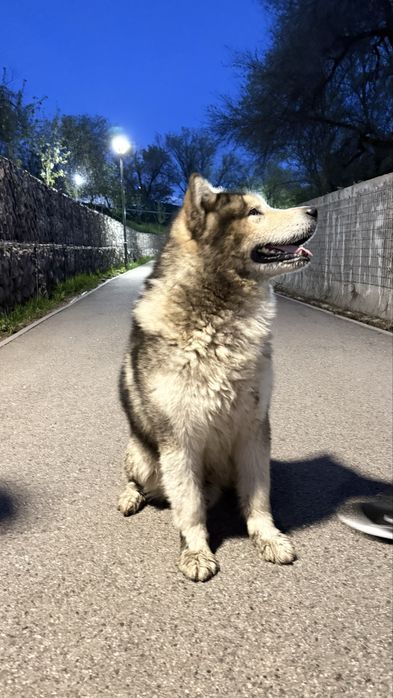 Нашли маламут есентай