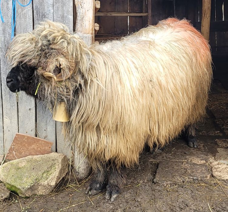 Vând berbec tânăr!