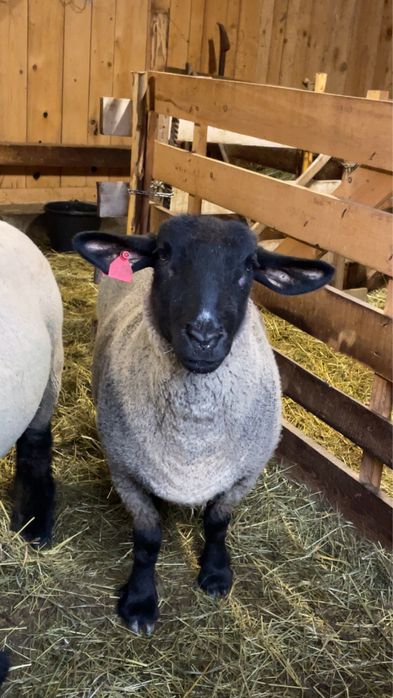 oi suffolk de vanzare