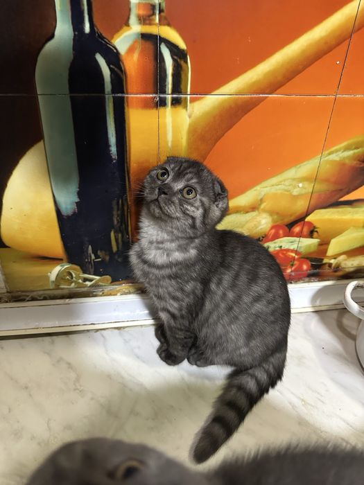 чистокровная шиншилла девочка