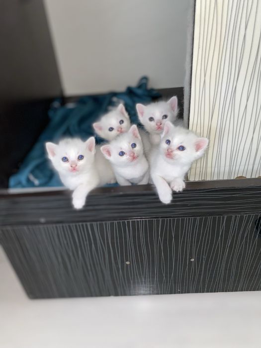 Котята, 1 месяц