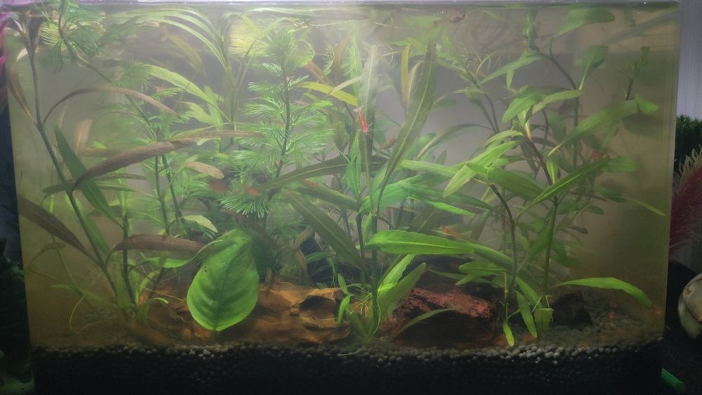 Аквариум с криветками и растениями