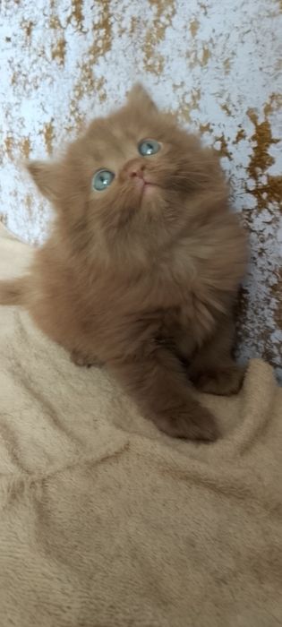 Котенок девочка продается