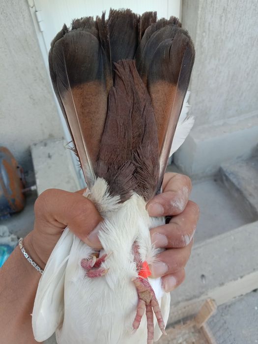 Каптарлар сотилади