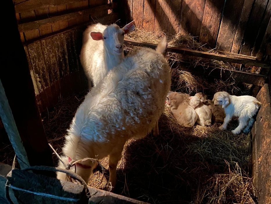 Козы Козы Козлята