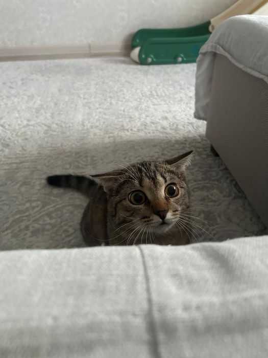 Отдам кота в добрые руки