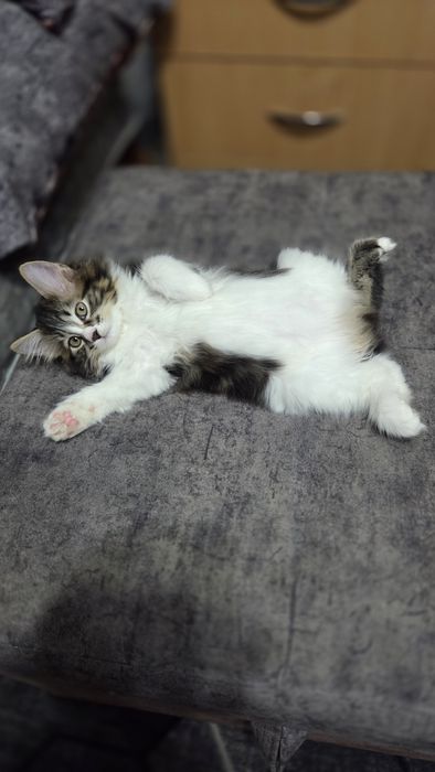 Красивая кошечка