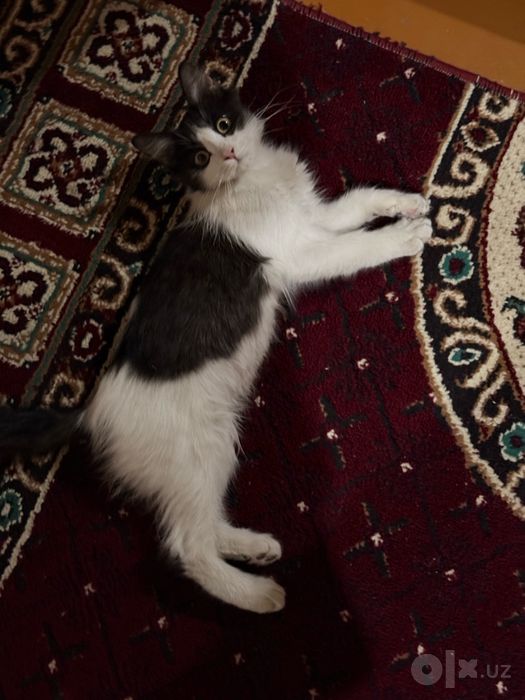 Котик, около 5 месяцев, ищет добрые руки!