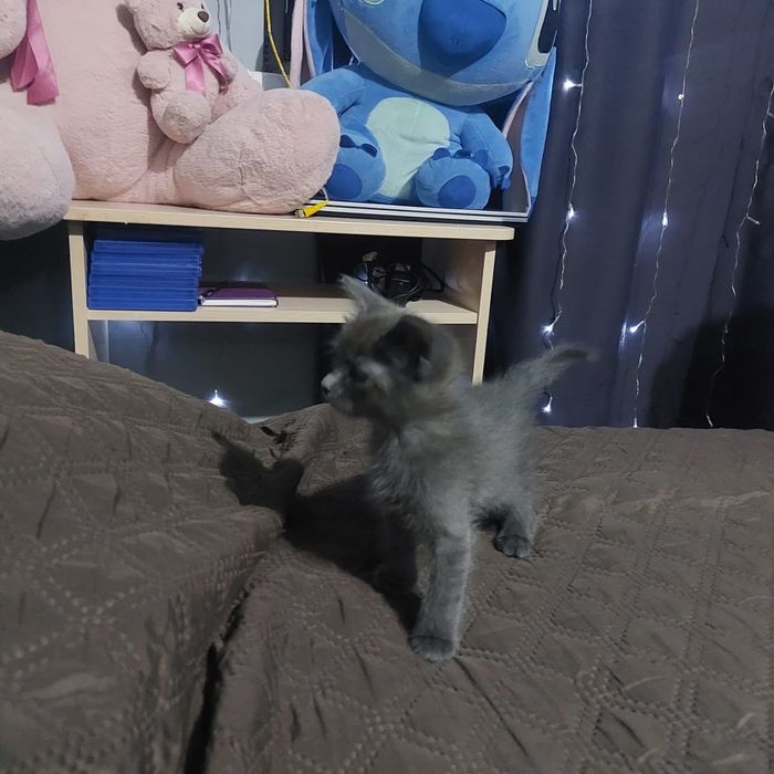 Отдам в добрые руки