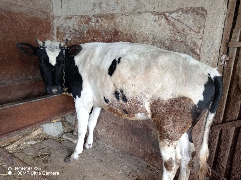 Boqilgan tayyor gunojinlar