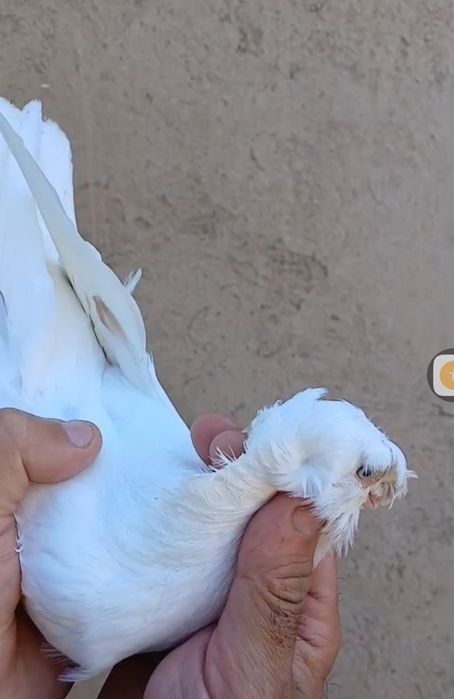 Продам голубей...