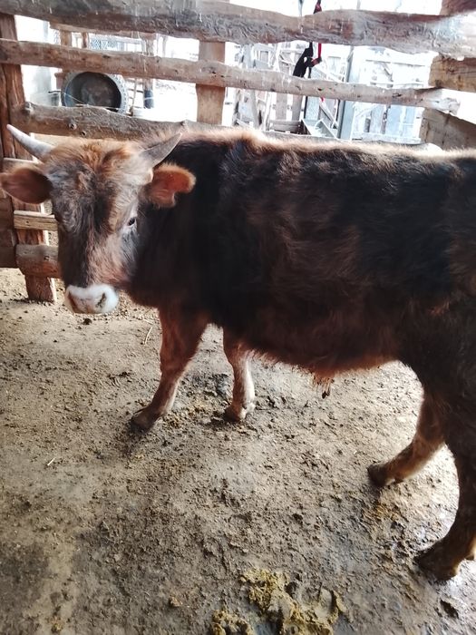 Бұқа сатамын,келісім бар