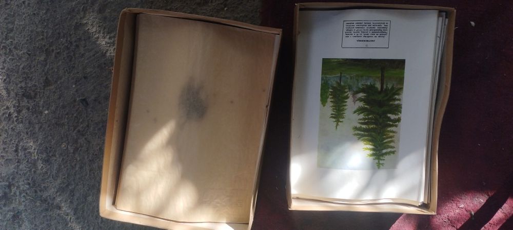 Гербарии наборы школьные