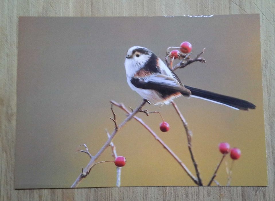 Колекция пощенски картички с авторски фотографии на животни