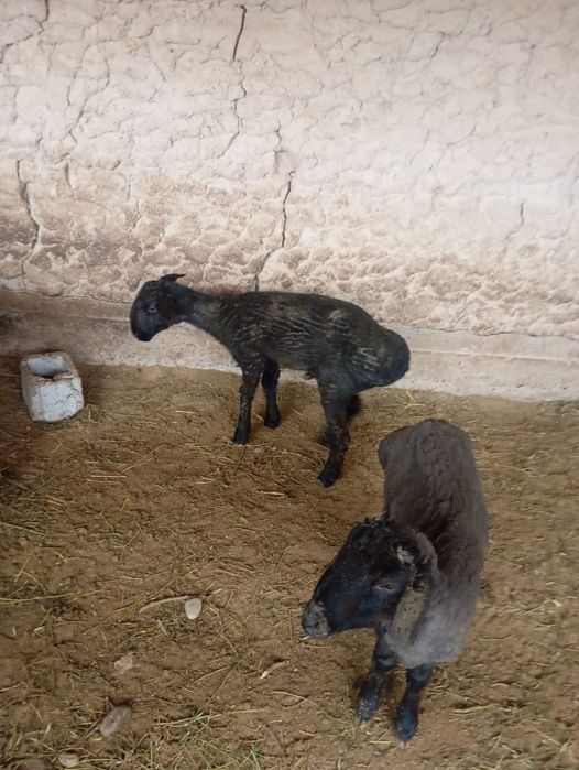 Қошқар сатылады .