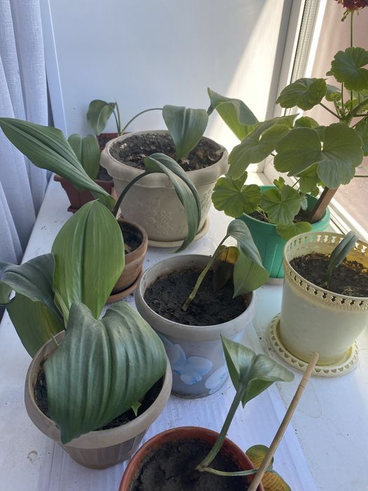 Продам цветочки