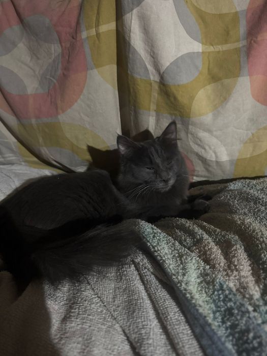 Отдам котят мальчики, девочки в добрые руки