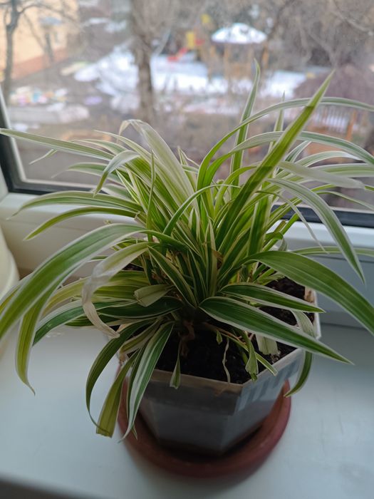 Комнатный цветок