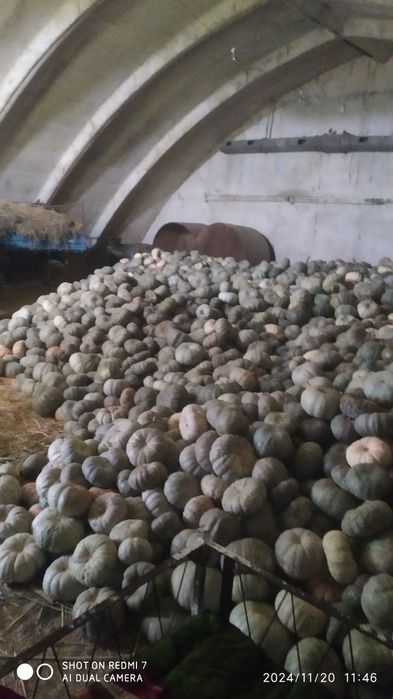 Ошковок oshqovoq ковок qovoq  кади kadi ошкади oshkadi  osh qovoq