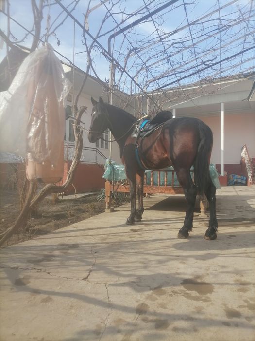 От сотилади 7 еш