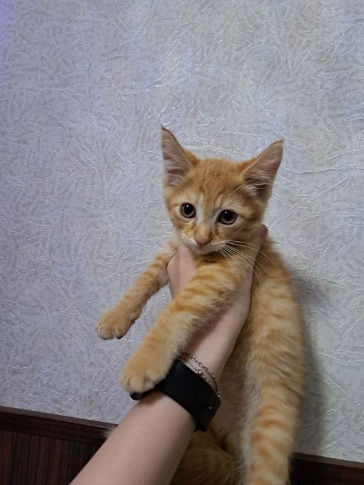 Уй мушукчалар 2 ойлик