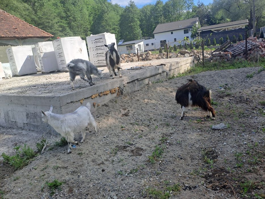 De vanzare 2  capre  bune de lapte cu 2 ieduțe