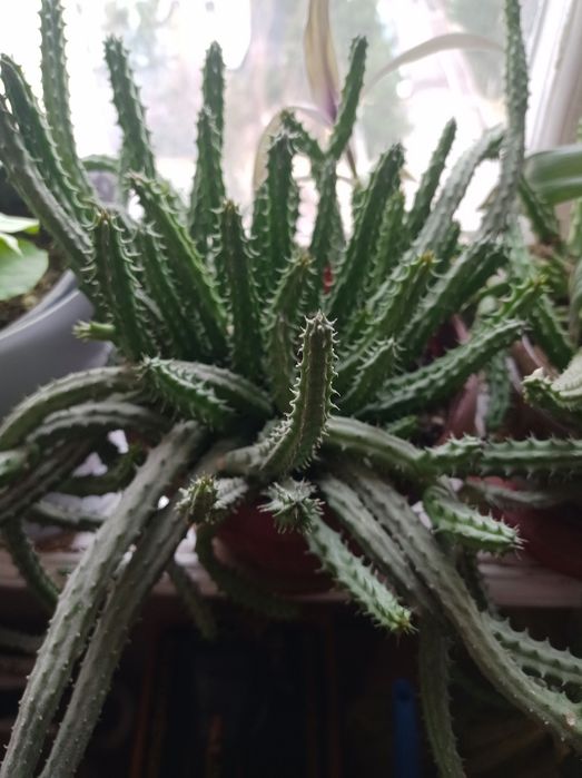 Цветы комнатные недорого.