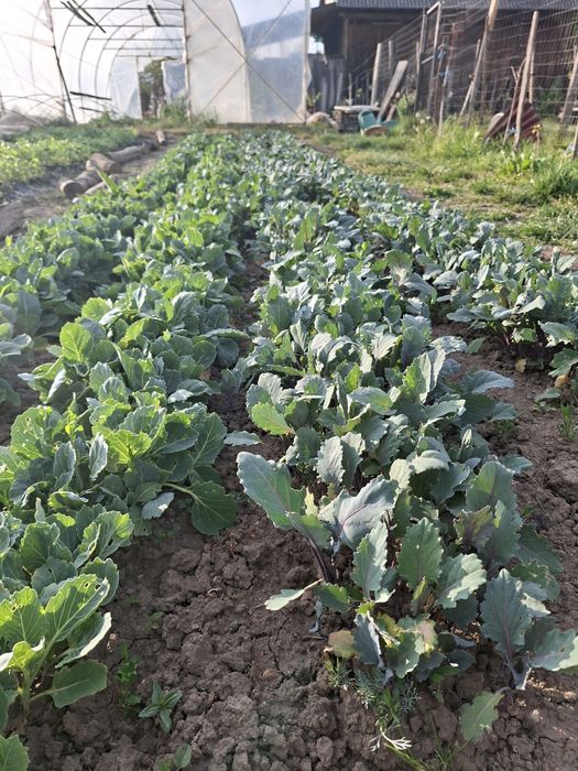 Răsaduri de vânzare