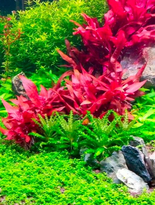 Альтернатера Рейнека мини