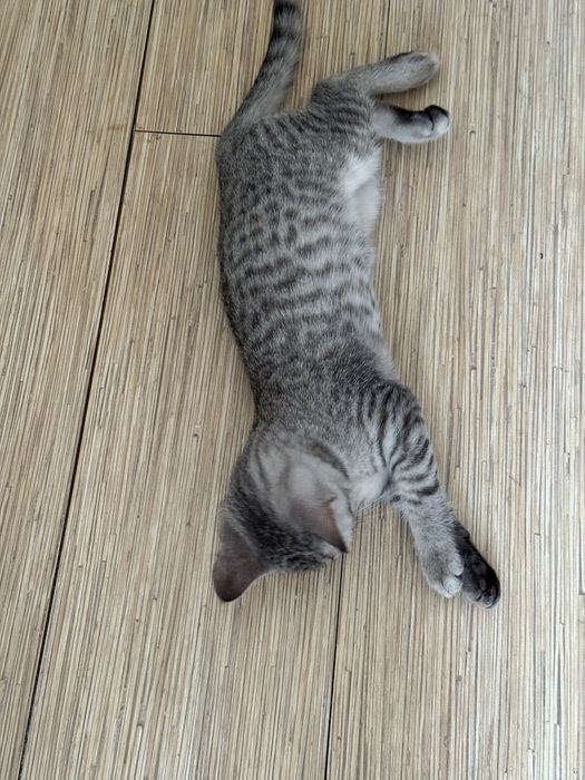 Продаю породистую кошку