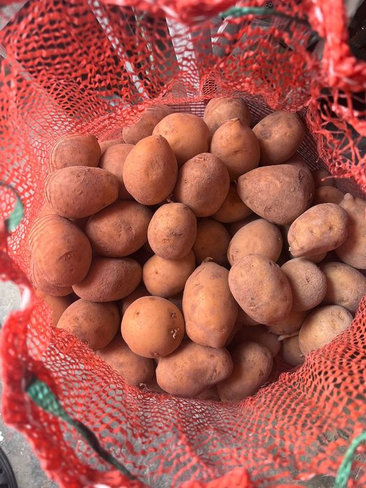 продам картошку на посев