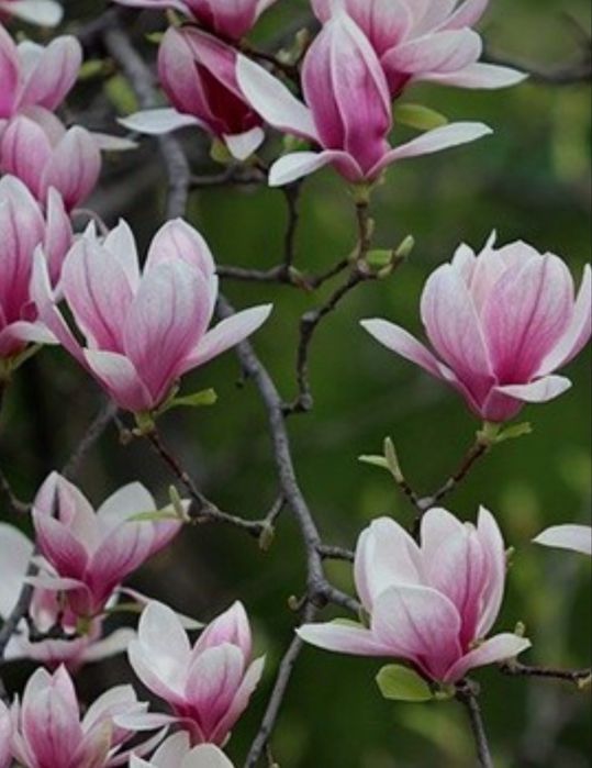 Магнолия карликовая до 2,5 м растет, 3 сорта