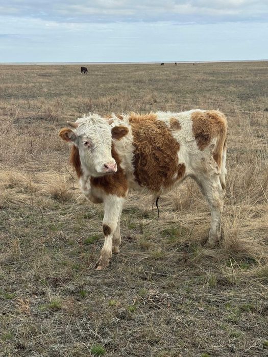 Продаются бычки пароды Симментал
