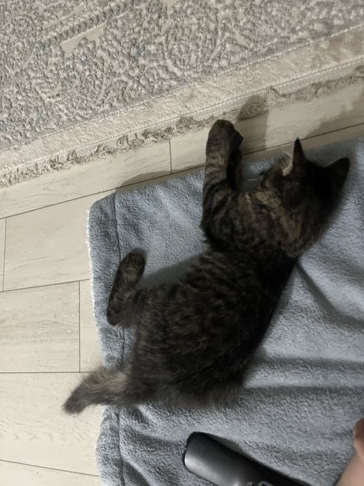 Котёнка Мальчик.